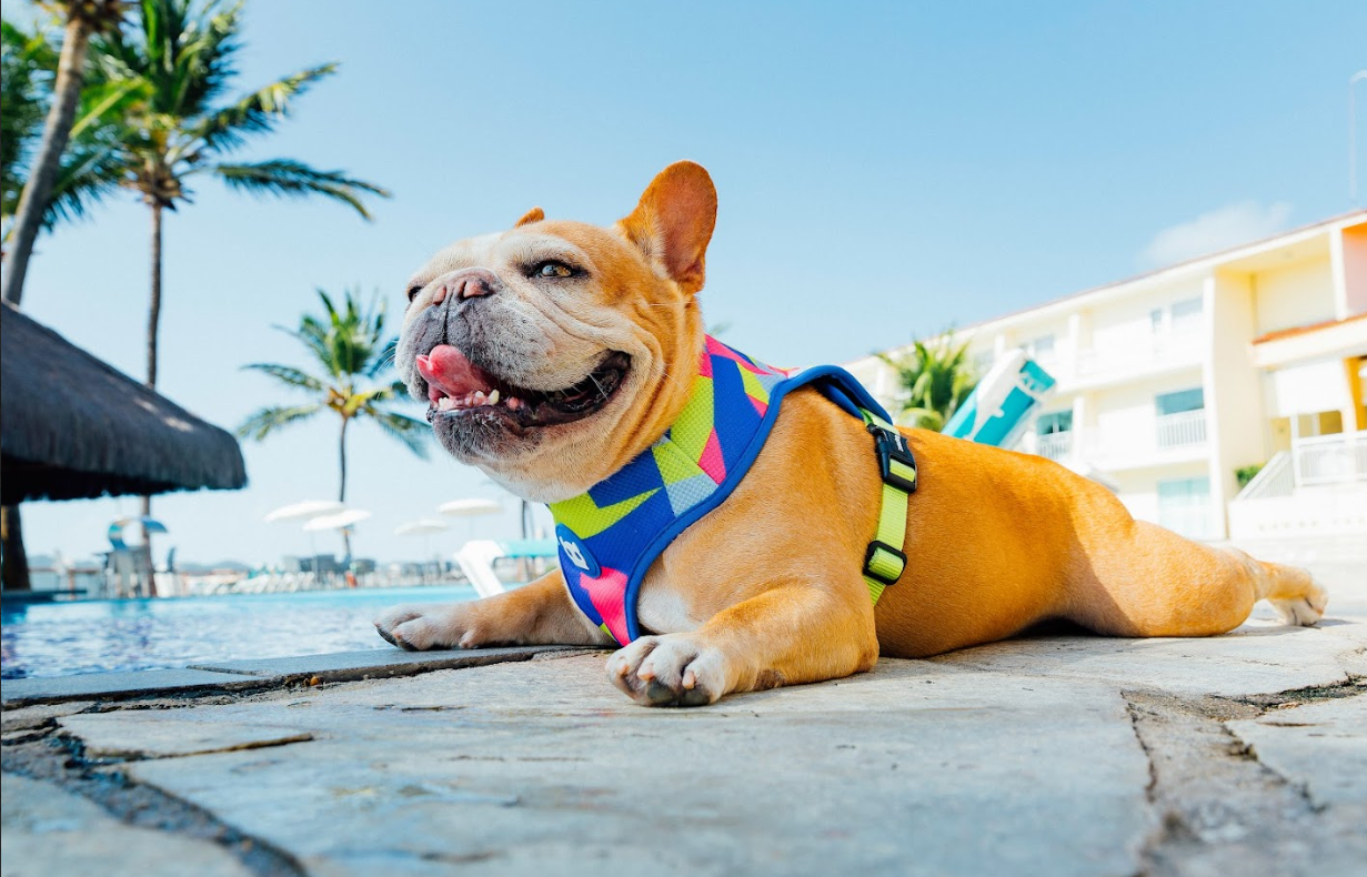 🐾 Turismo Pet Friendly: como viajar com seu melhor amigo para Natal